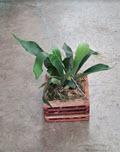 Staghorn Ferns in Teak Vanda Boxes with Hangers